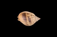 藏品(織紋螺)的圖片